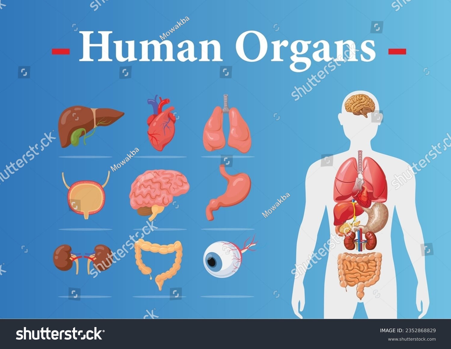 Human internal organs infographic anatomy body - Royalty Free Stock