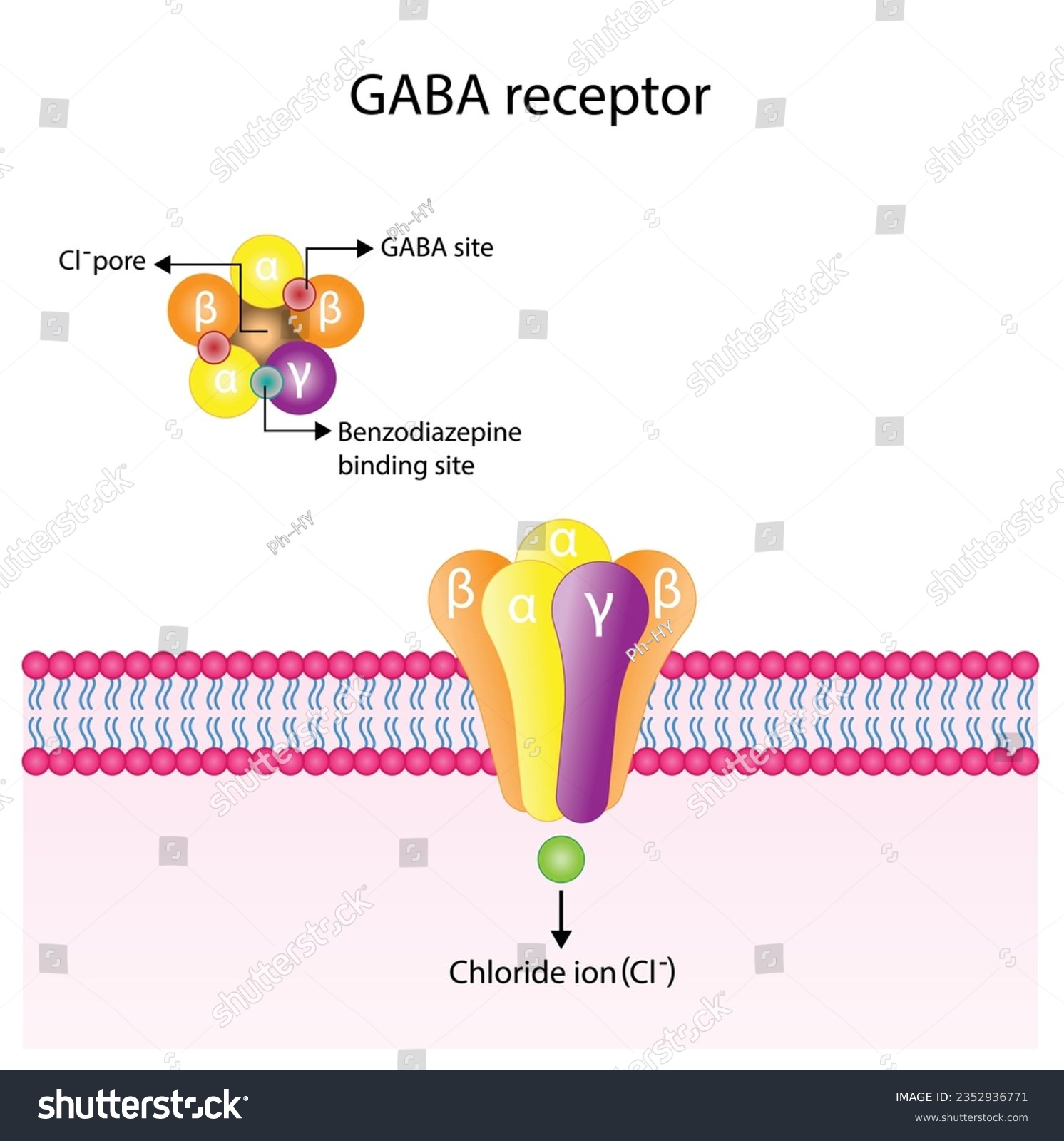 GABA Receptor Structure, Cell Membrane. - Royalty Free Stock Vector ...