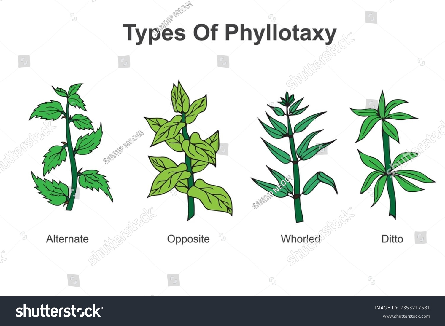 Types of phyllotaxy.Phyllotaxy in trees refers - Royalty Free Stock ...