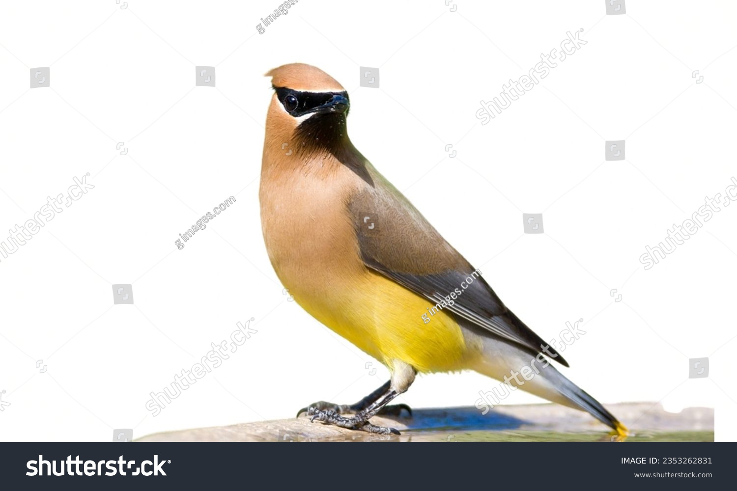 Cedar Waxwing: Sleek brown bird with a crest and yellow tips on its tail feathers. #2353262831