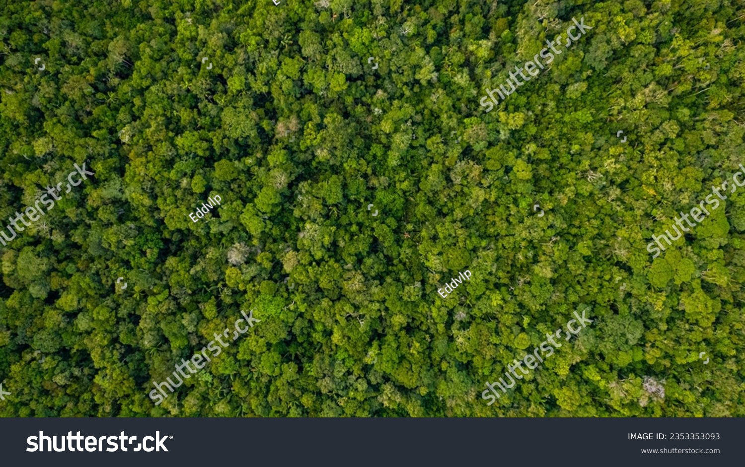 Top view of the vast amazon jungle #2353353093
