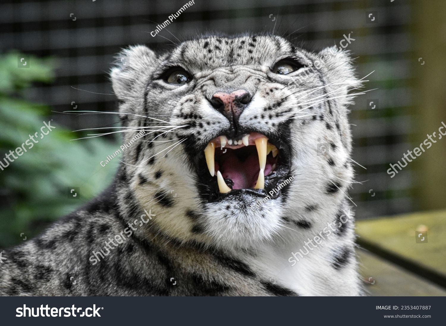 Snow Leopard in UK Zoo #2353407887