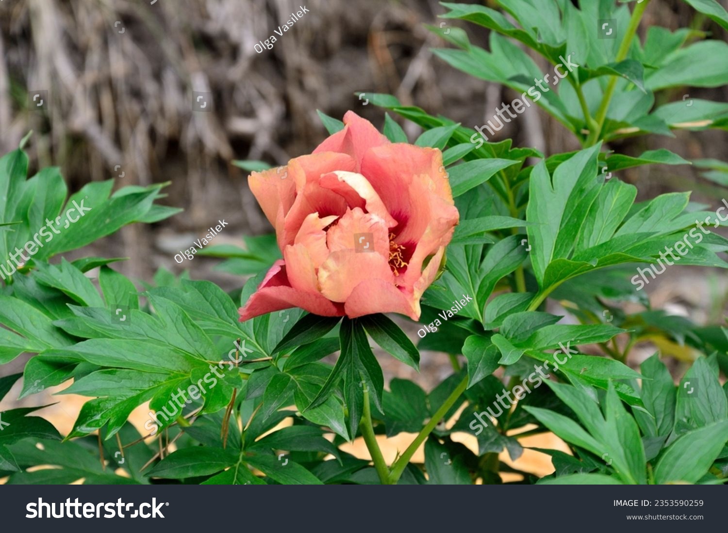 Wonderful peony flower variety Old Rose Dandy at beginning of flowering is yellowish-beige with purple tint, later a delightful red-brown color. Red spots at base of petals. Floriculture, gardening #2353590259