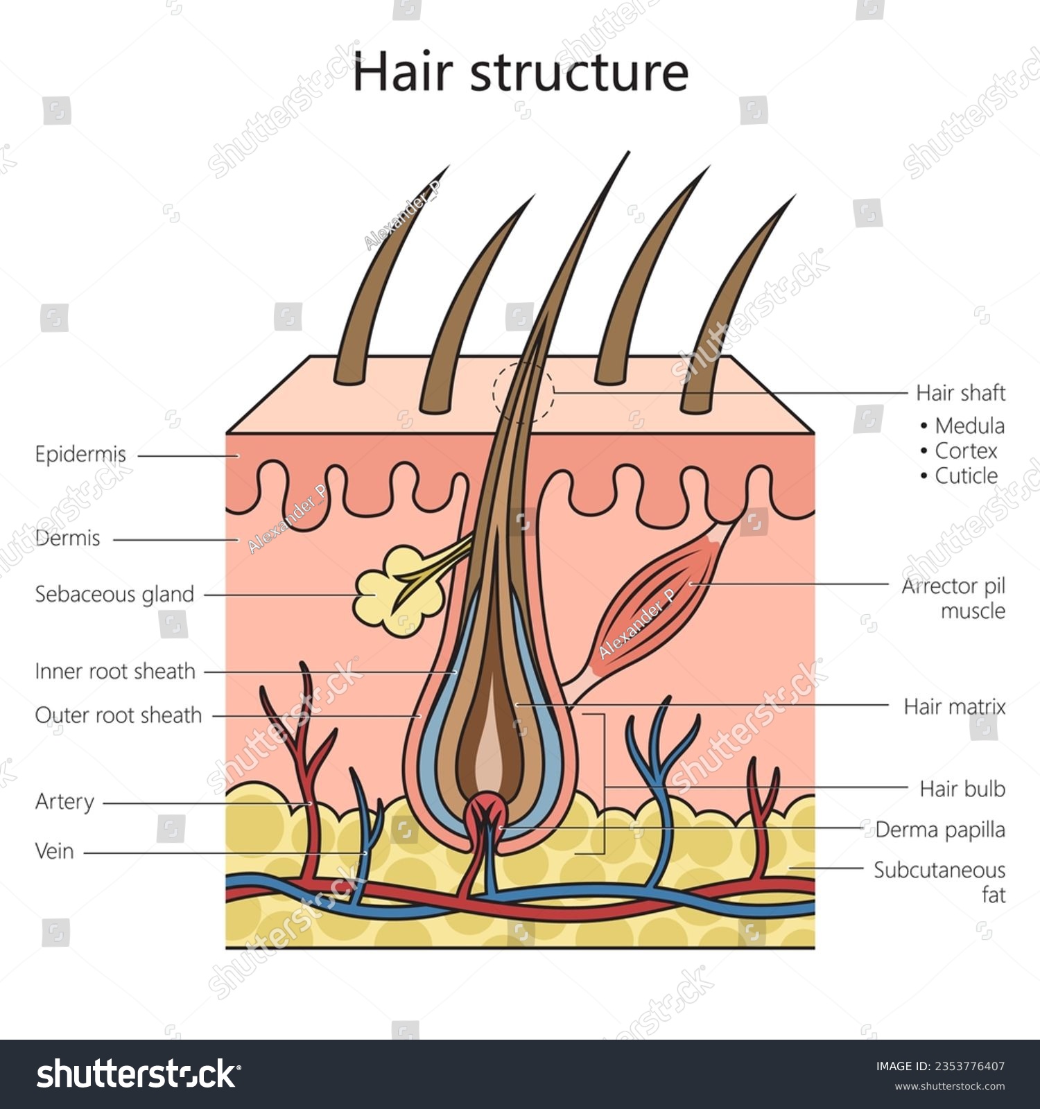 Hair structure structure diagram schematic - Royalty Free Stock Vector ...