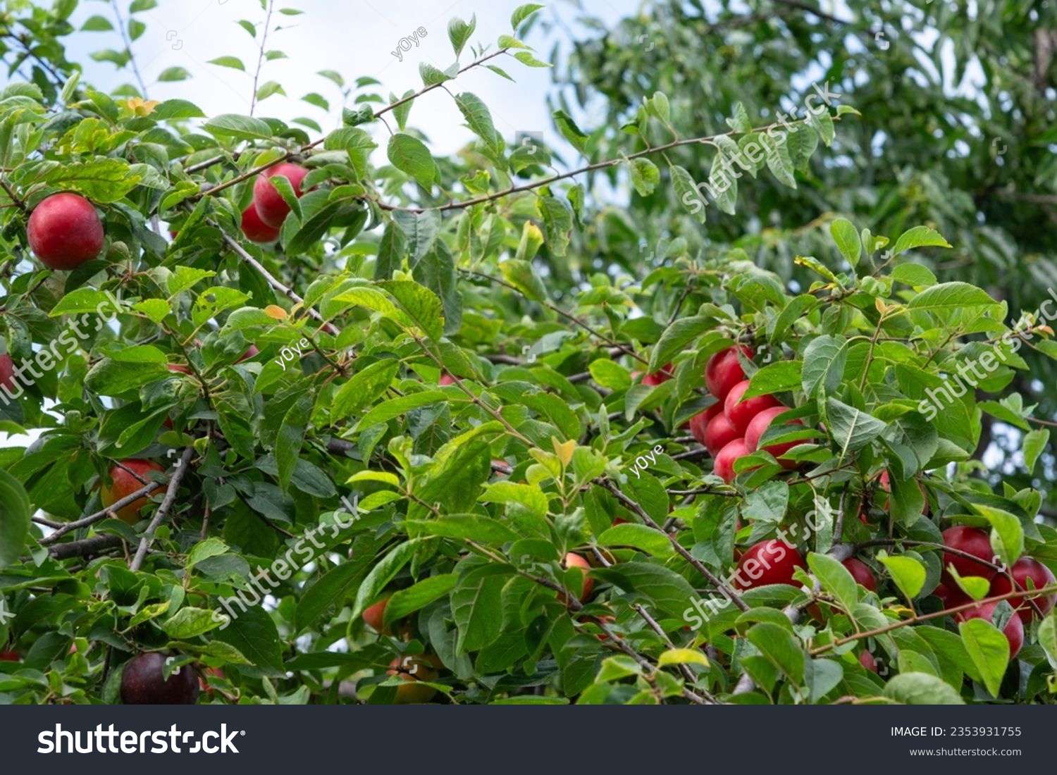 Ripening wild large yellow sweet plums, American plum tree fruit, Prunus americana branch. A branch with a large number of wild red plums.  #2353931755