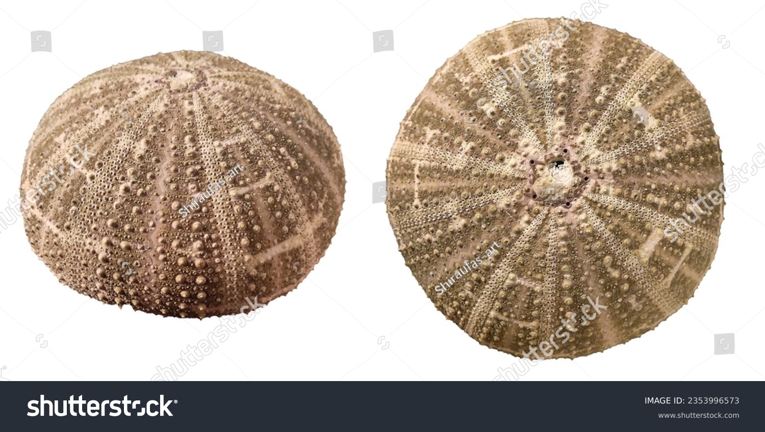 Dried sea urchin shell isolated on white background, side and top view. #2353996573