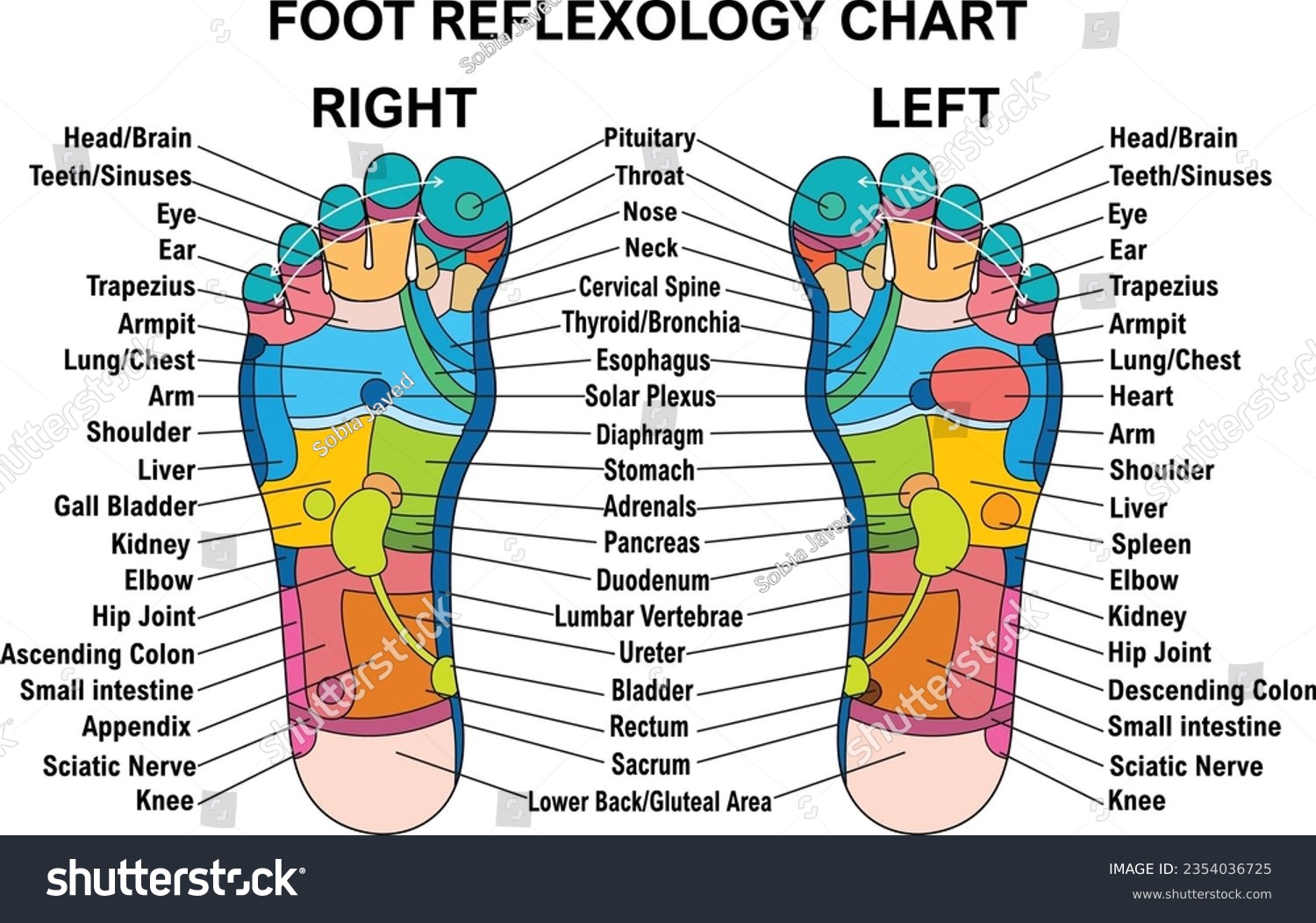 Foot Reflexology Chart With Accurate Description Royalty Free Stock Vector 2354036725 