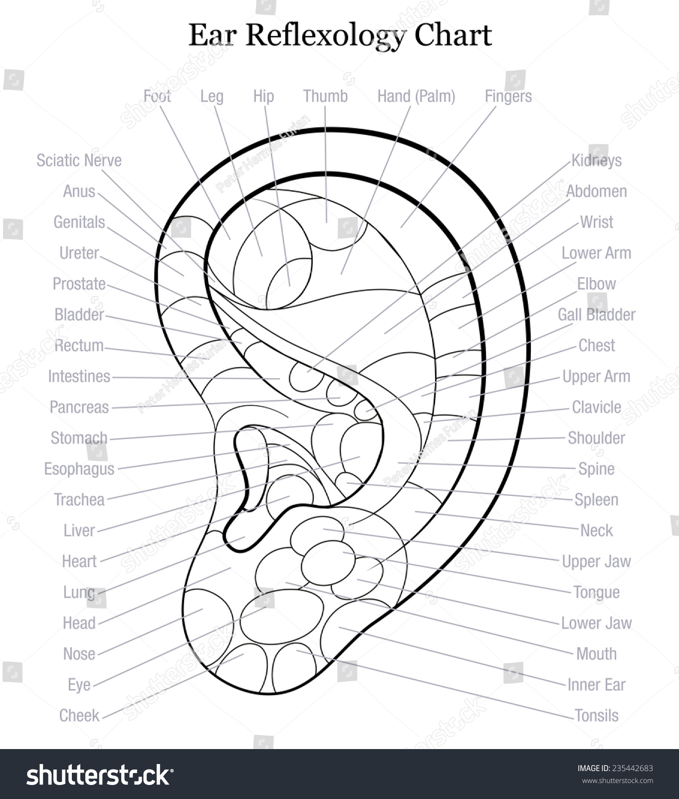 Ear Reflexology Chart Ear Reflexology Chart With Royalty Free Stock Vector Avopix Com