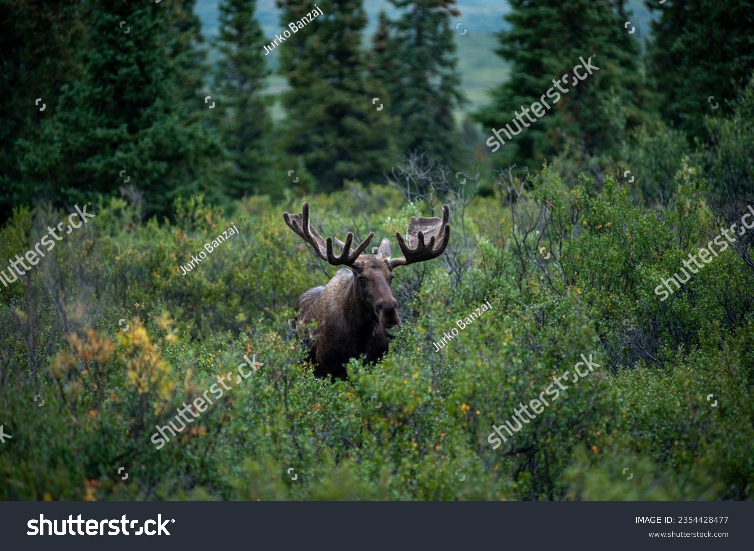 Alaskan Moose in Denali National Park #2354428477