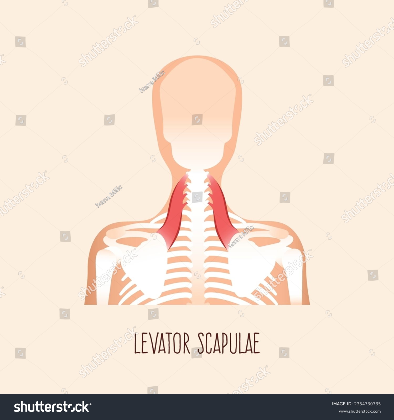 Levator scapulae muscle anatomy. Vector - Royalty Free Stock Vector ...