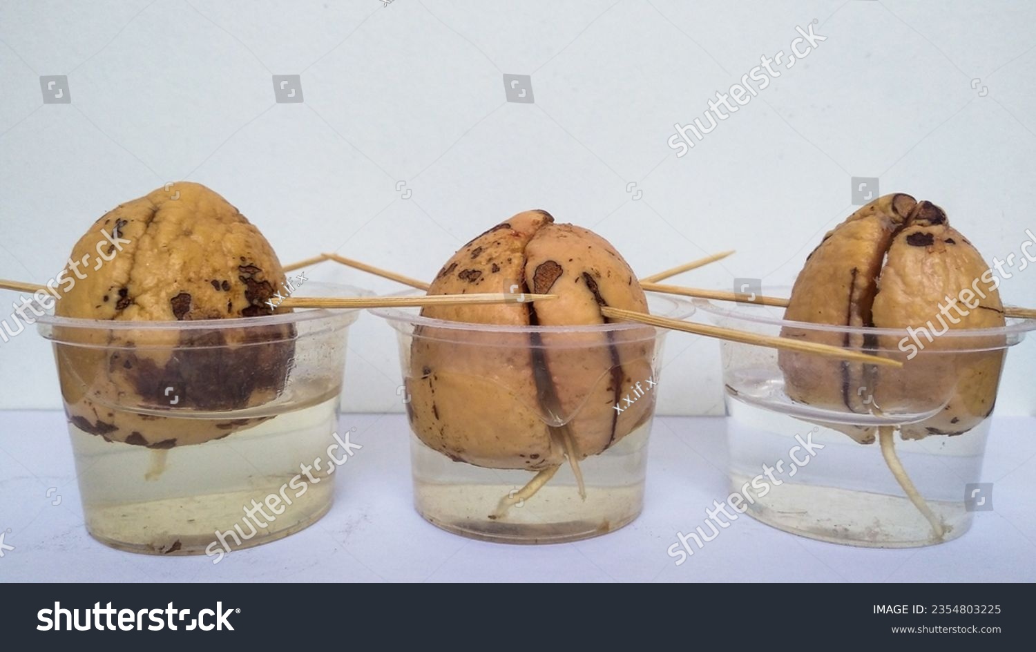 Avocado (Persea americana) seeds, planted with water medium and toothpick to grow shoots at home #2354803225