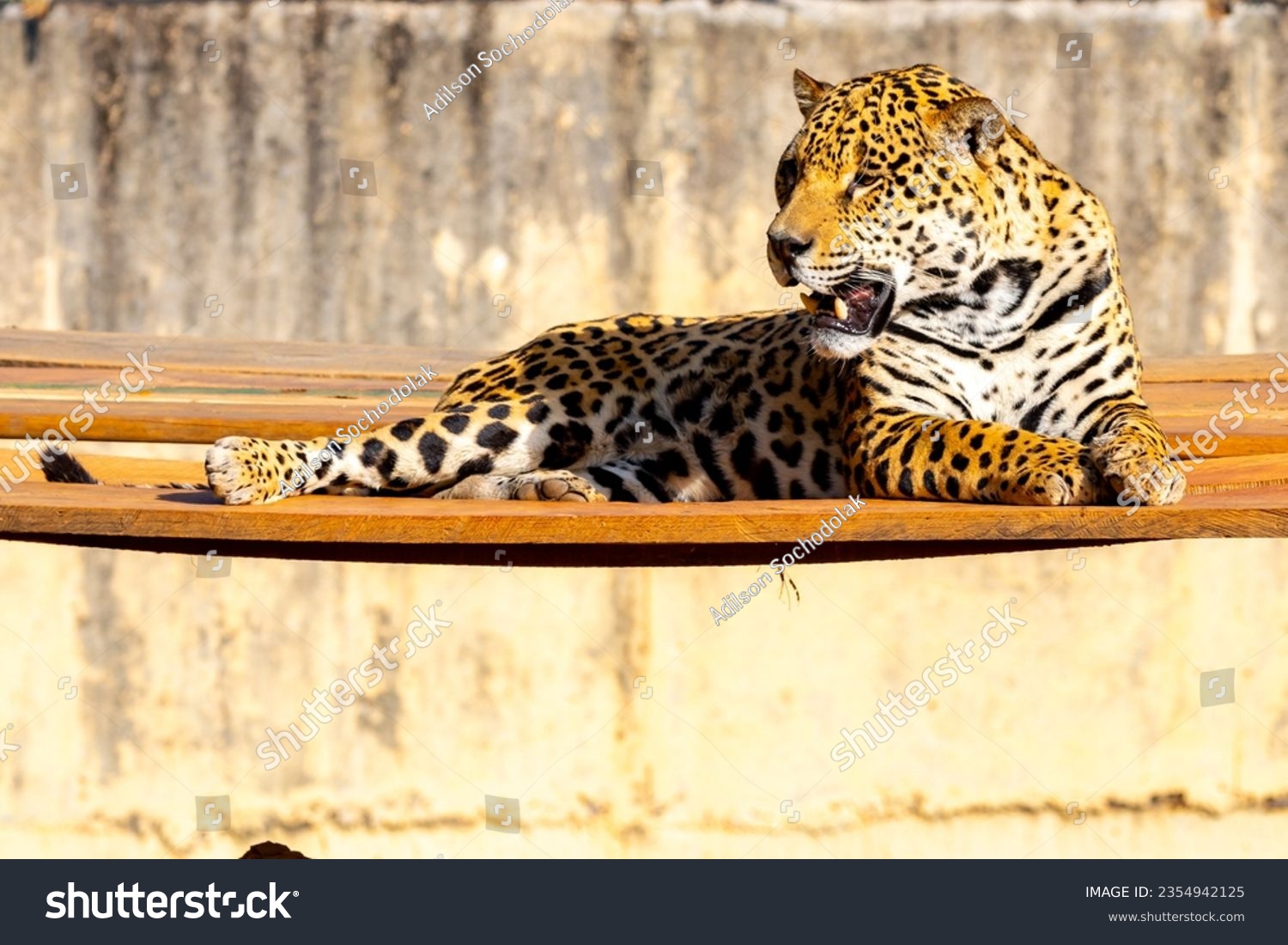 Magnificent jaguar portrait in selective focus. Largest wild cat in the Americas #2354942125