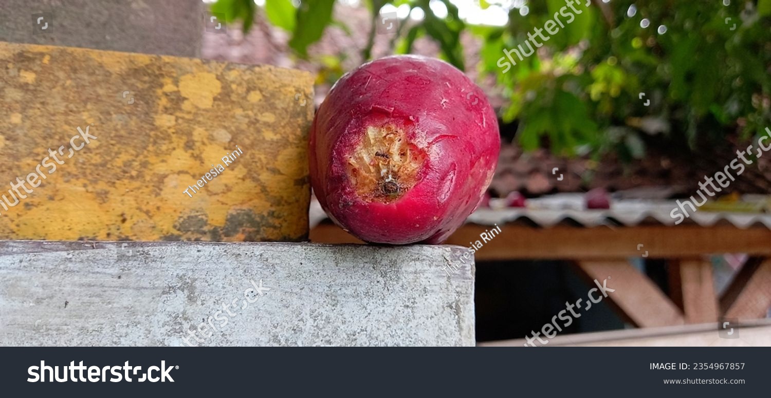 Rose apple or bell apple or water red apple bitten by an animal, dented and damaged. Fall from the tree. #2354967857