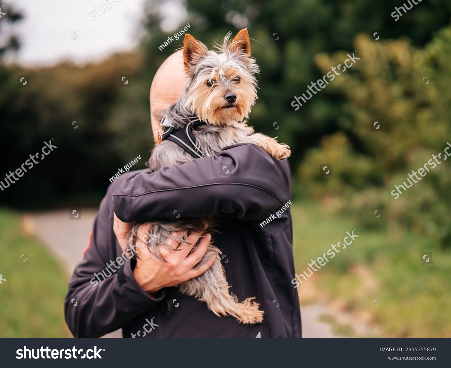 Man holding cute little Yorkshire terrier in his hands in a park. Beautiful scene with expression of affection and friendship to your friend. Selective focus. Bald male with stunning pet. #2355355879