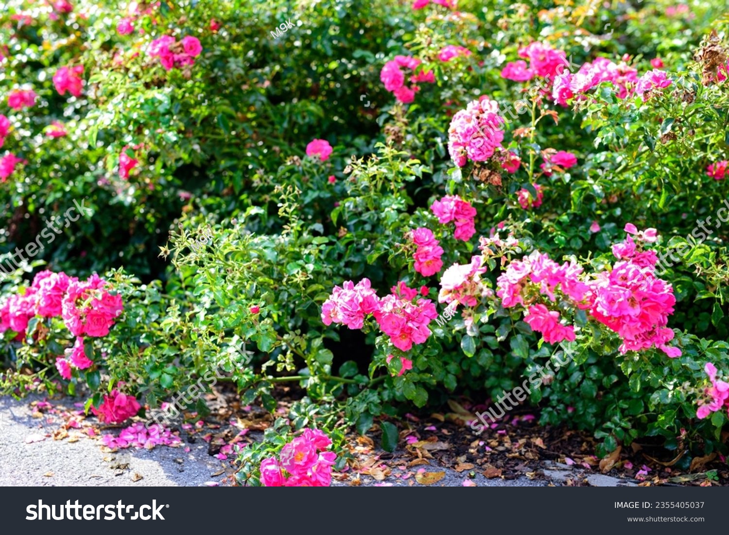 bushes full of pink roses on a sunny summer day. 'THE FAIRY' BUSHING rose. blooming rose bushes. Beautiful shrub roses. roses in the city park.  #2355405037