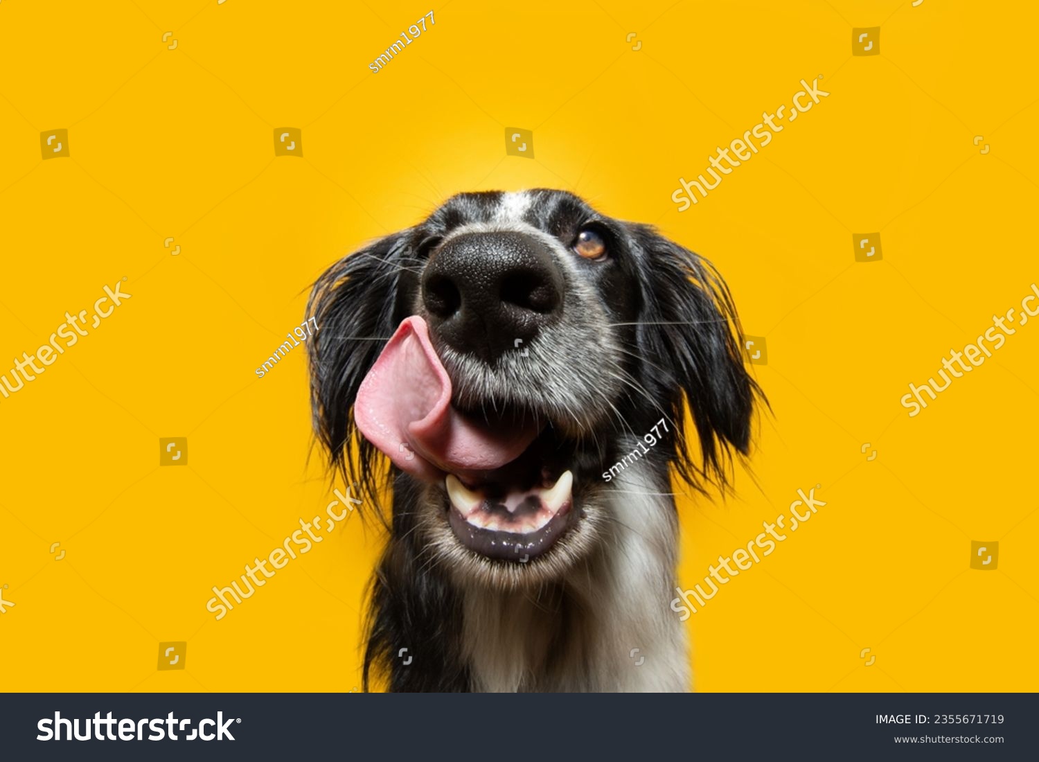 Close-up hungry puppy dog eating licking its lips with tongue. Isolated on yellow background #2355671719