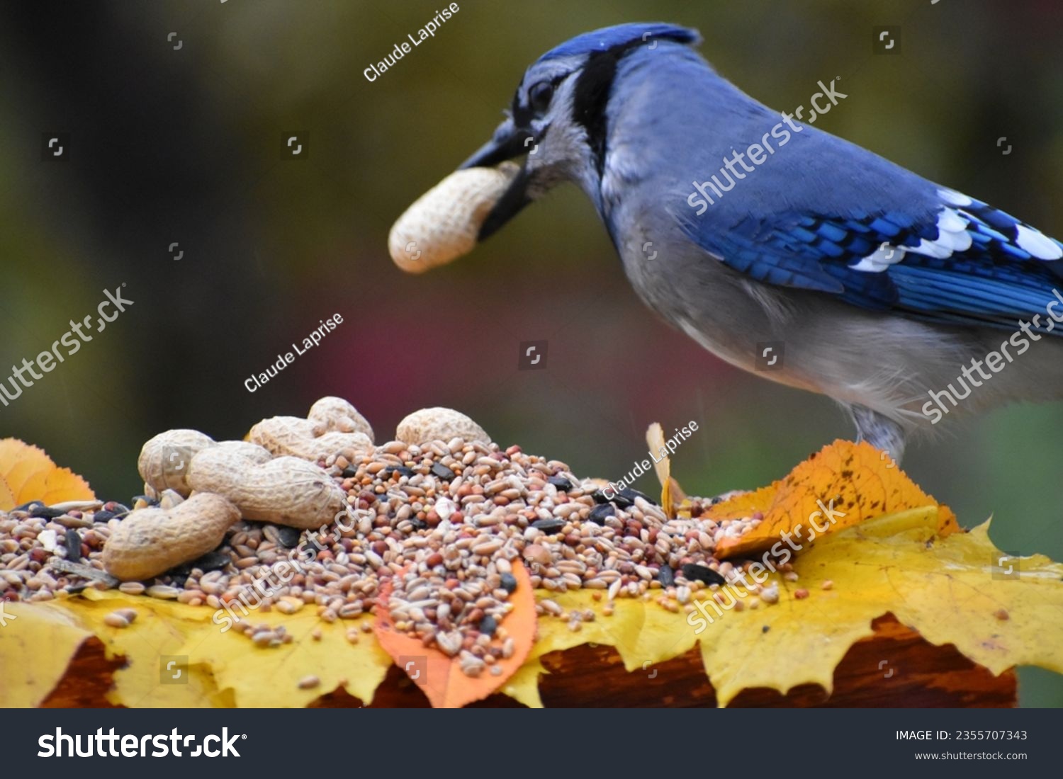 A blue jay at the feeder in the fall #2355707343