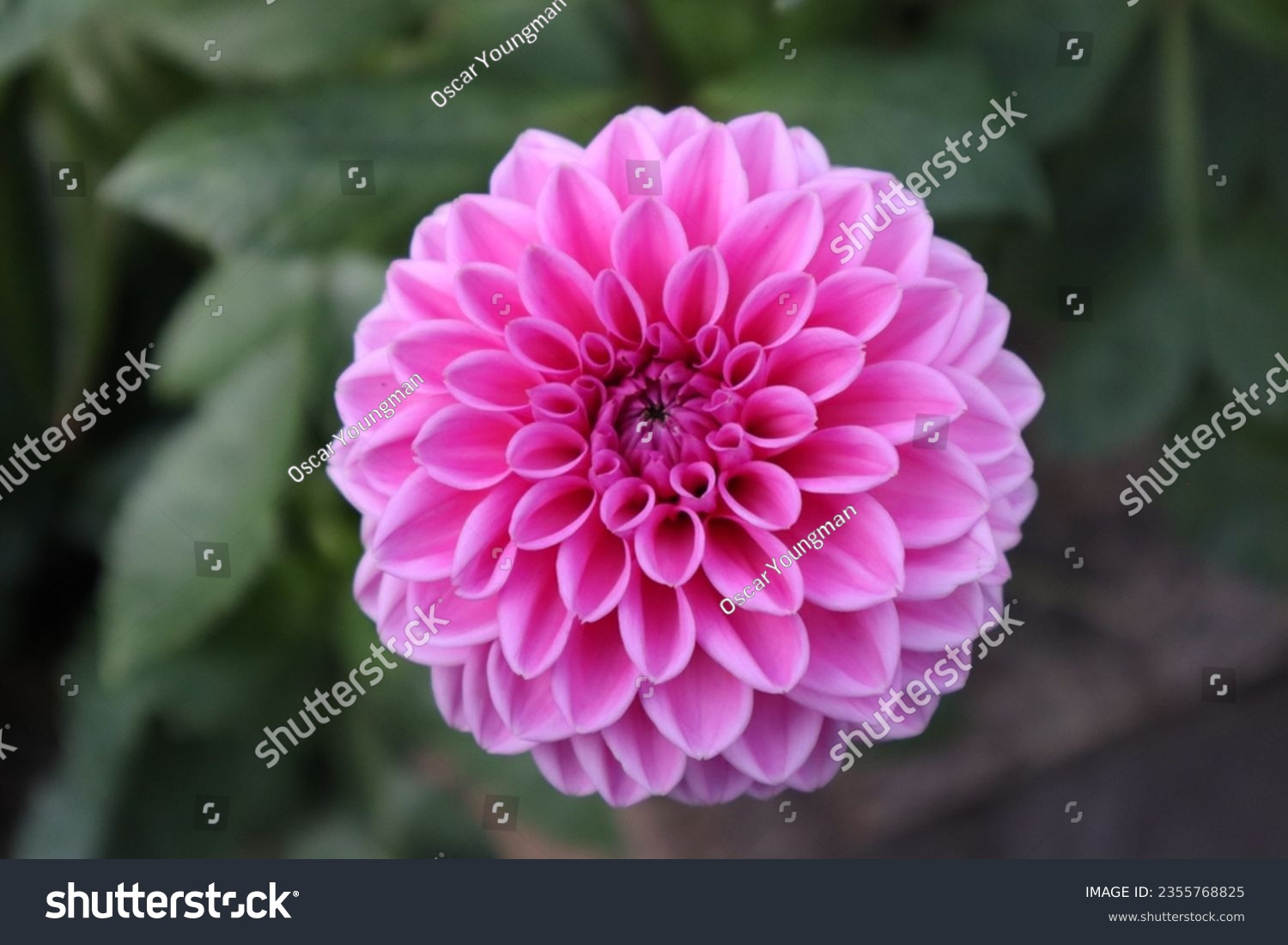 Pink Dahlia with Leafy Backdrop #2355768825