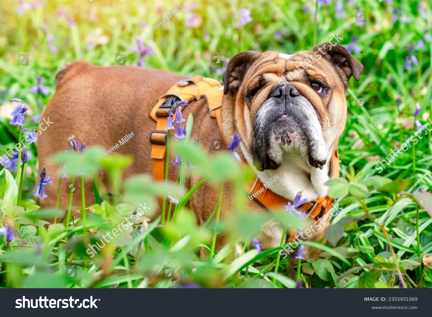Red English British Bulldog Dog looking up, and walking in grass and bluebells on spring hot sunny day #2355931069