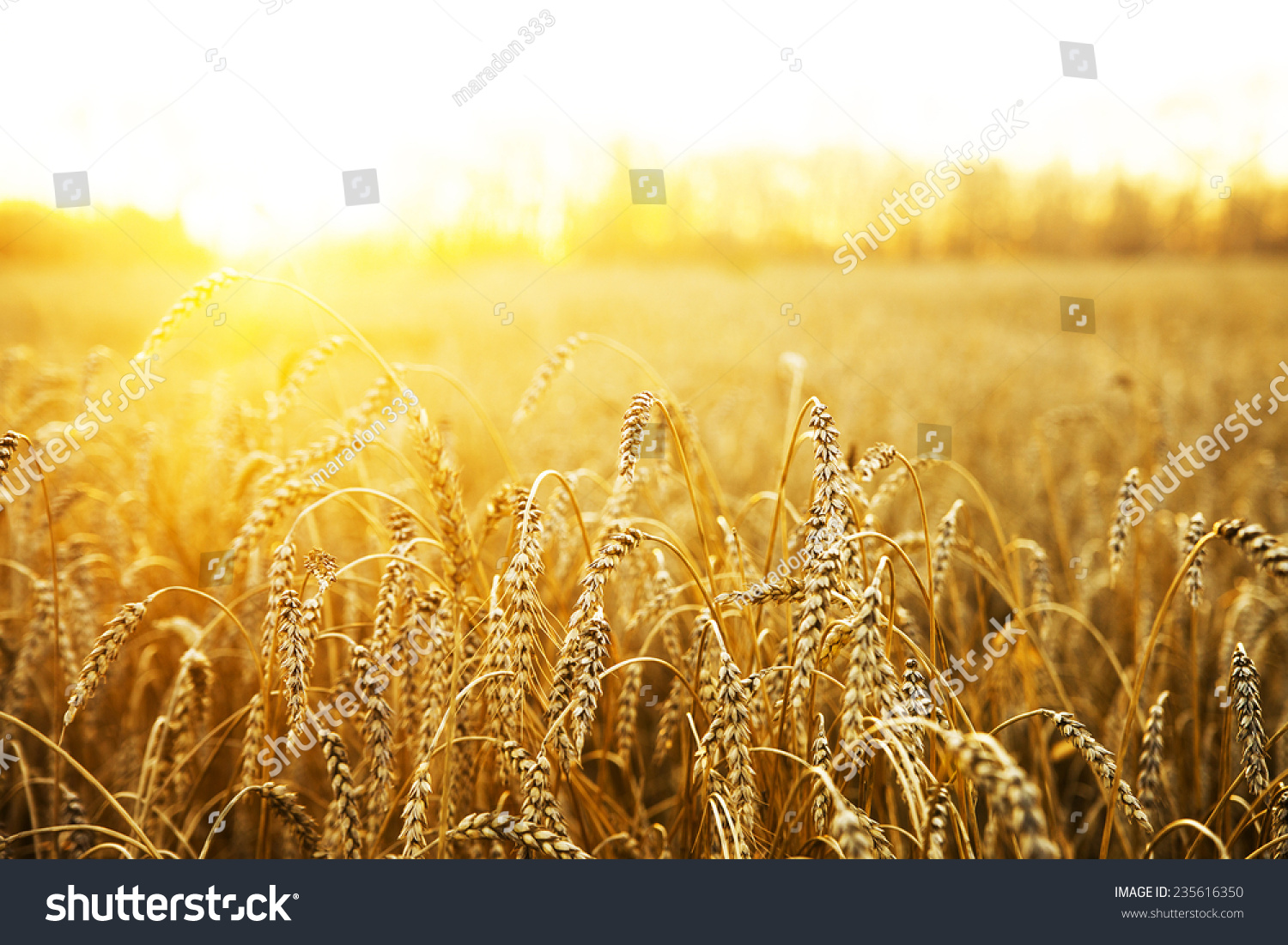 backdrop of ripening ears of yellow wheat field on the sunset cloudy orange sky background Copy space of the setting sun rays on horizon in rural meadow Close up nature photo Idea of a rich harvest #235616350