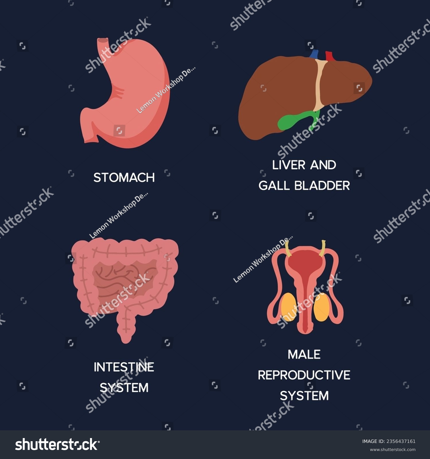 Human Internal Organs, Cartoon Anatomy Body - Royalty Free Stock Vector ...