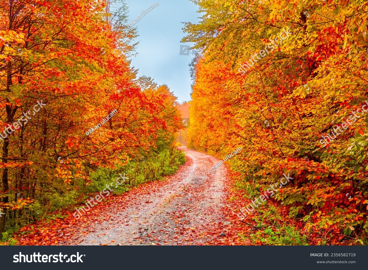 Autumn landscape in beautiful forest with colorful trees. colorful leaves of fall in nature. autumn season in japan. Road scenery in the jungle on mountain. Beautiful autumn colors. Autumn background. #2356582719