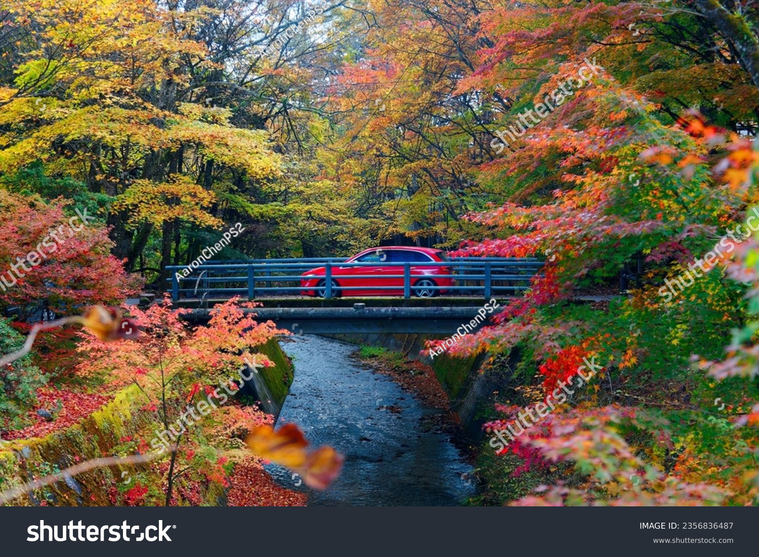 Autumn scenery of a red car driving thru a bridge over a stream in the forest with beautiful fall colors on the riverside, in Karuizawa 軽井沢, which is a popular tourist destination in Nagano, Japan #2356836487