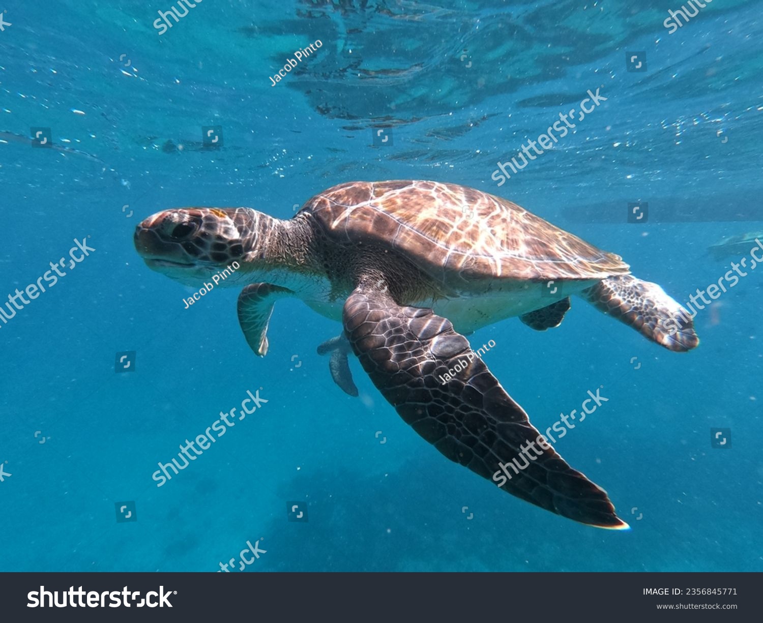 A beautiful sea turtle in Cape Verde #2356845771