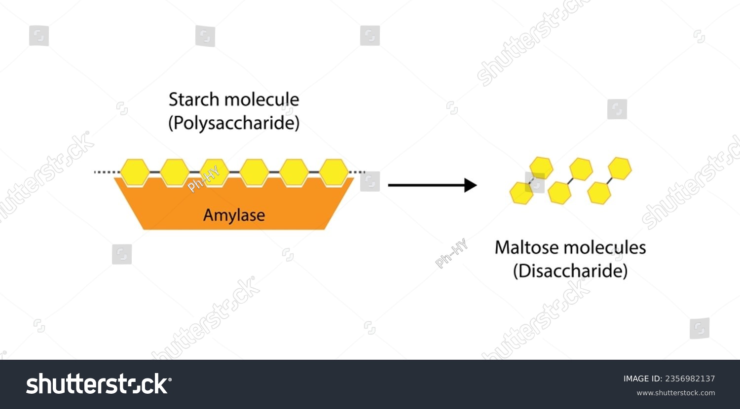 Carbohydrates Digestion. Amylase And Maltase - Royalty Free Stock ...