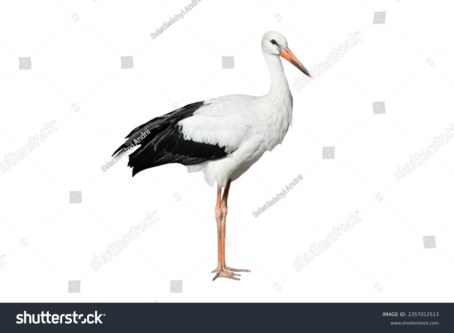 Crane bird full length isolated on white background. Black and white Crane is tall, long-legged, long-necked bird #2357012513