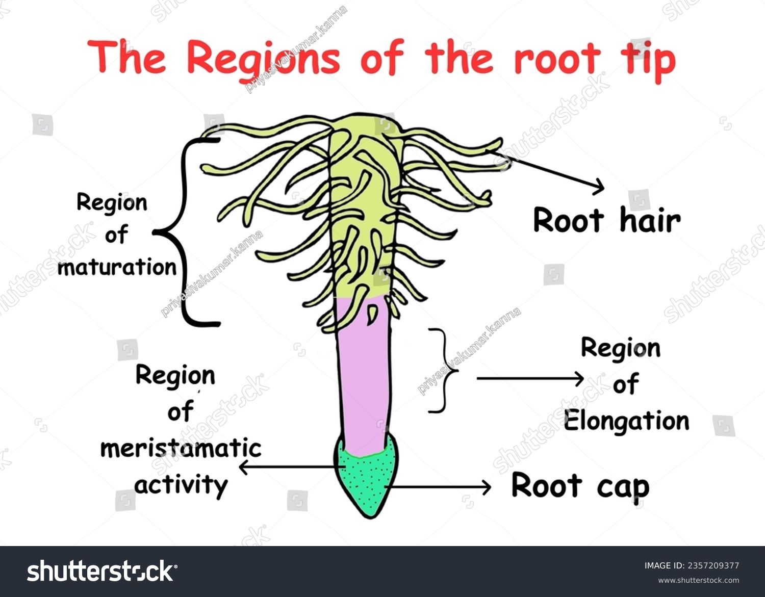 The Regions Of The Root Tip Diagram Useful For - Royalty Free Stock 