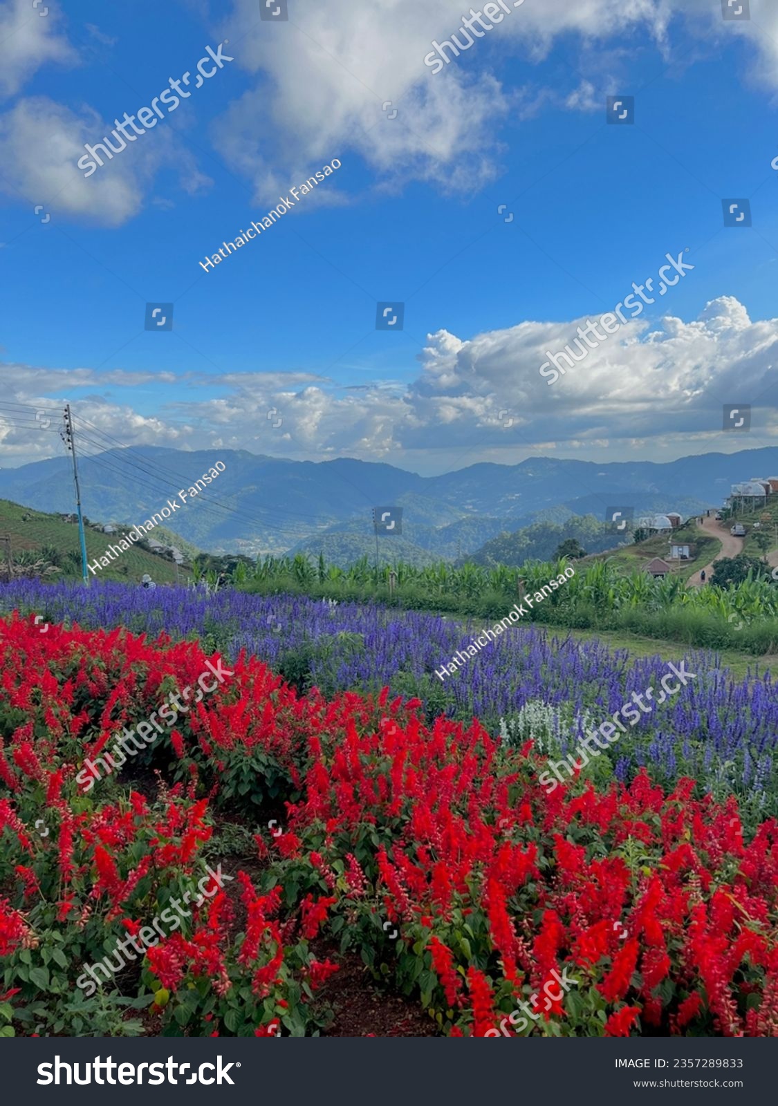 Flower garden on the mountain during winter at Mon Jam Chiang Mai, Thailand #2357289833
