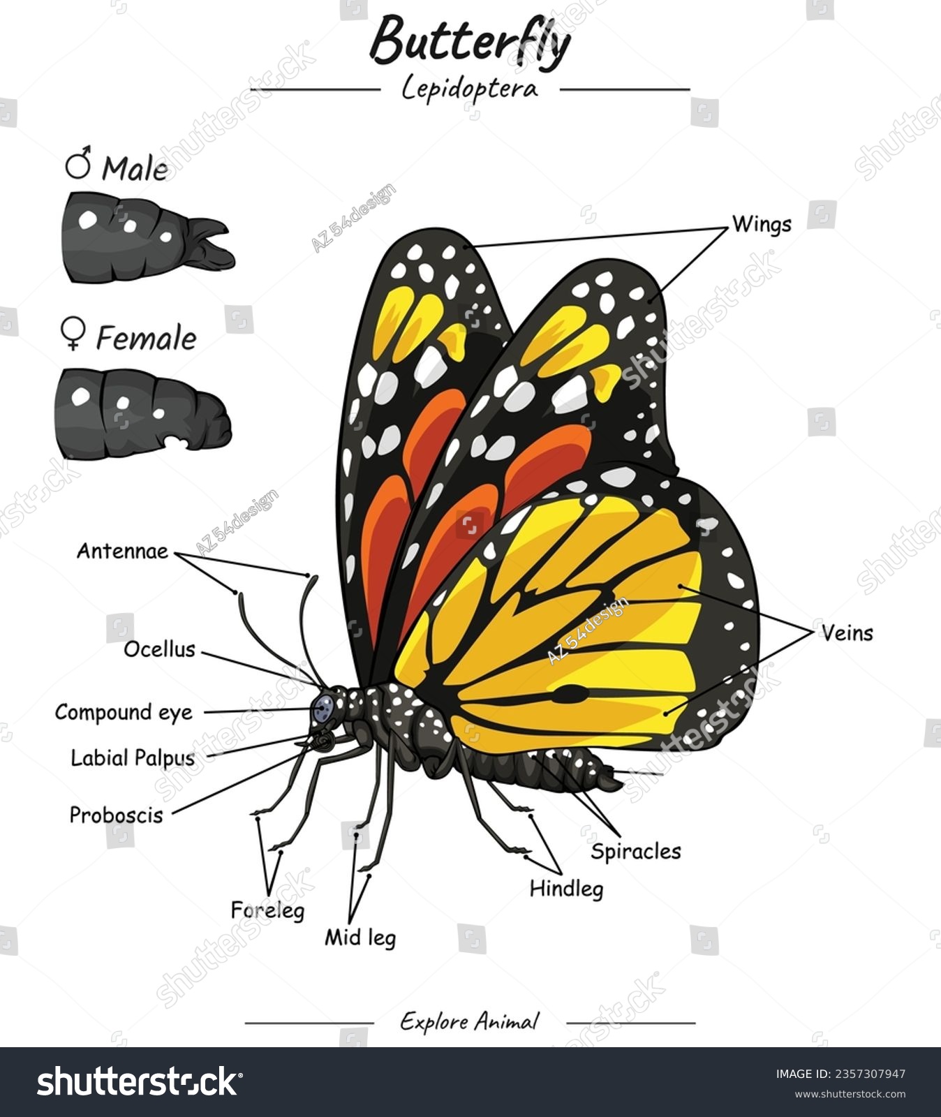 Diagram showing parts of a Butterfly. Parts of - Royalty Free Stock ...