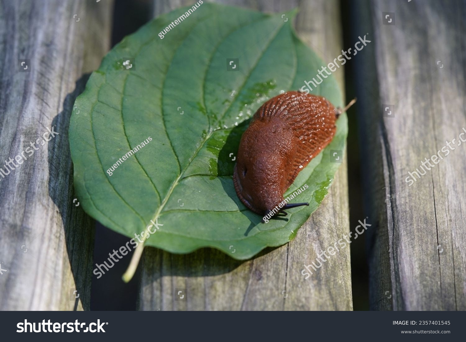 The red slug (Arion rufus), also known as the large red slug, chocolate arion and European red slug, is a species of land slug in the family Arionidae, the roundback slugs.


 #2357401545