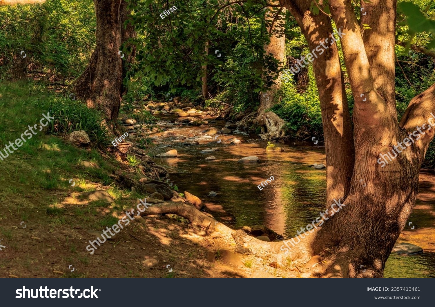 On the bank of a forest stream in the shade. Cold creek in forest. Forest river stream. Forest stream in shadows #2357413461