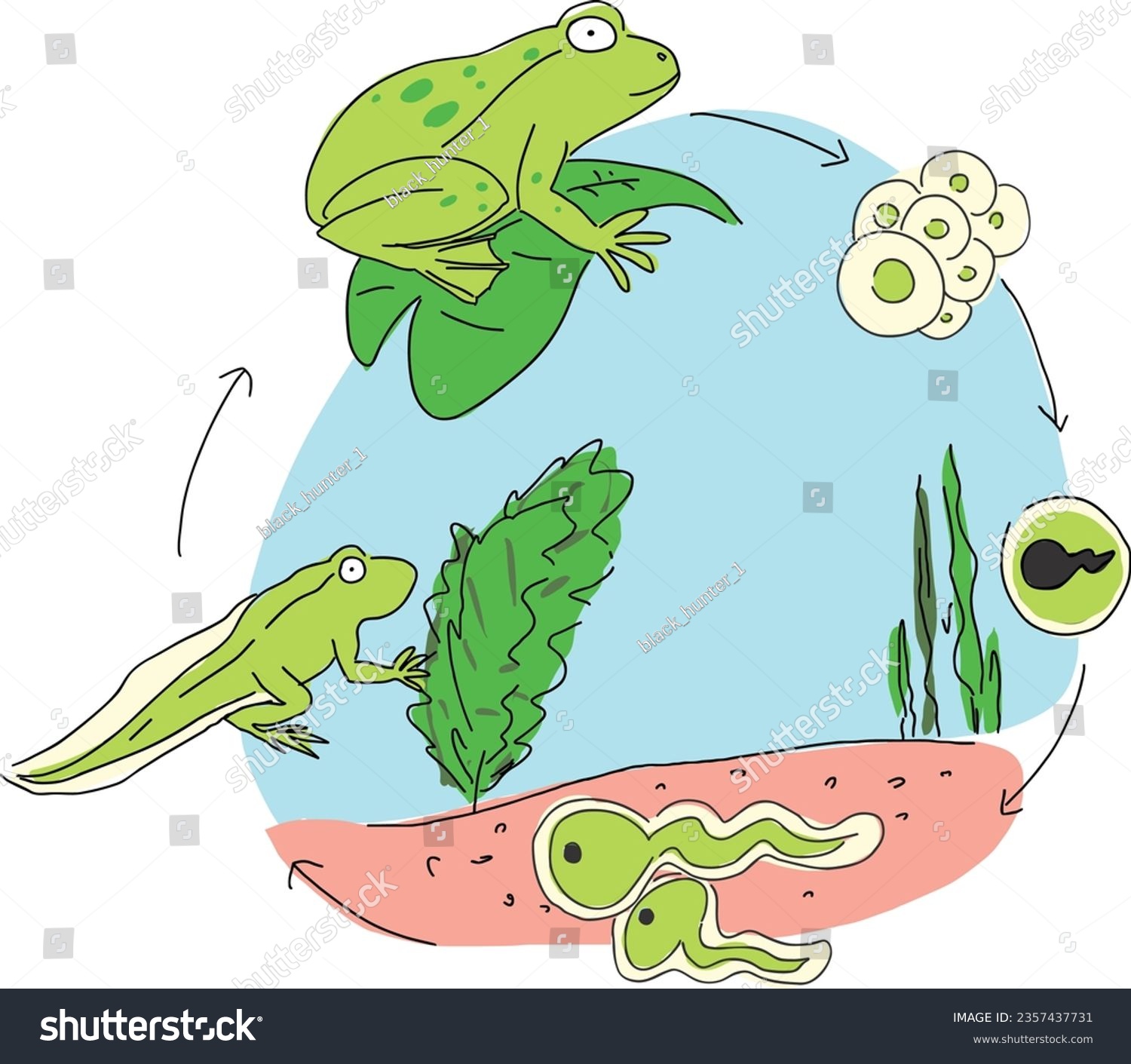 Life cycle of a frog. Amphibian reproduction. - Royalty Free Stock ...