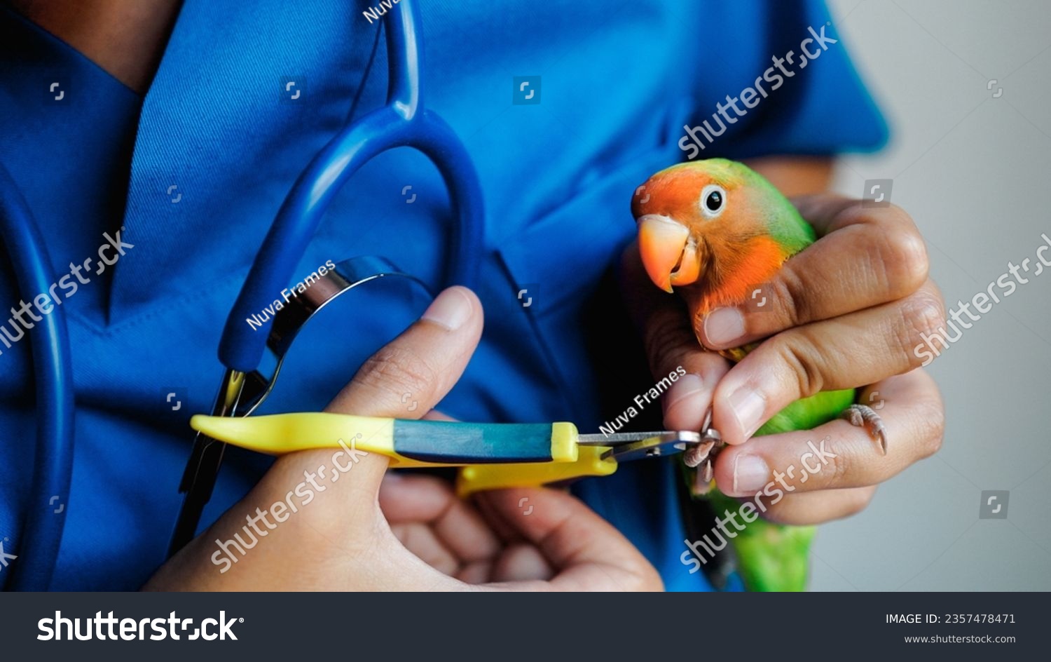 Exotic veterinarian trim parrot love bird nails - Tropical companion animals #2357478471