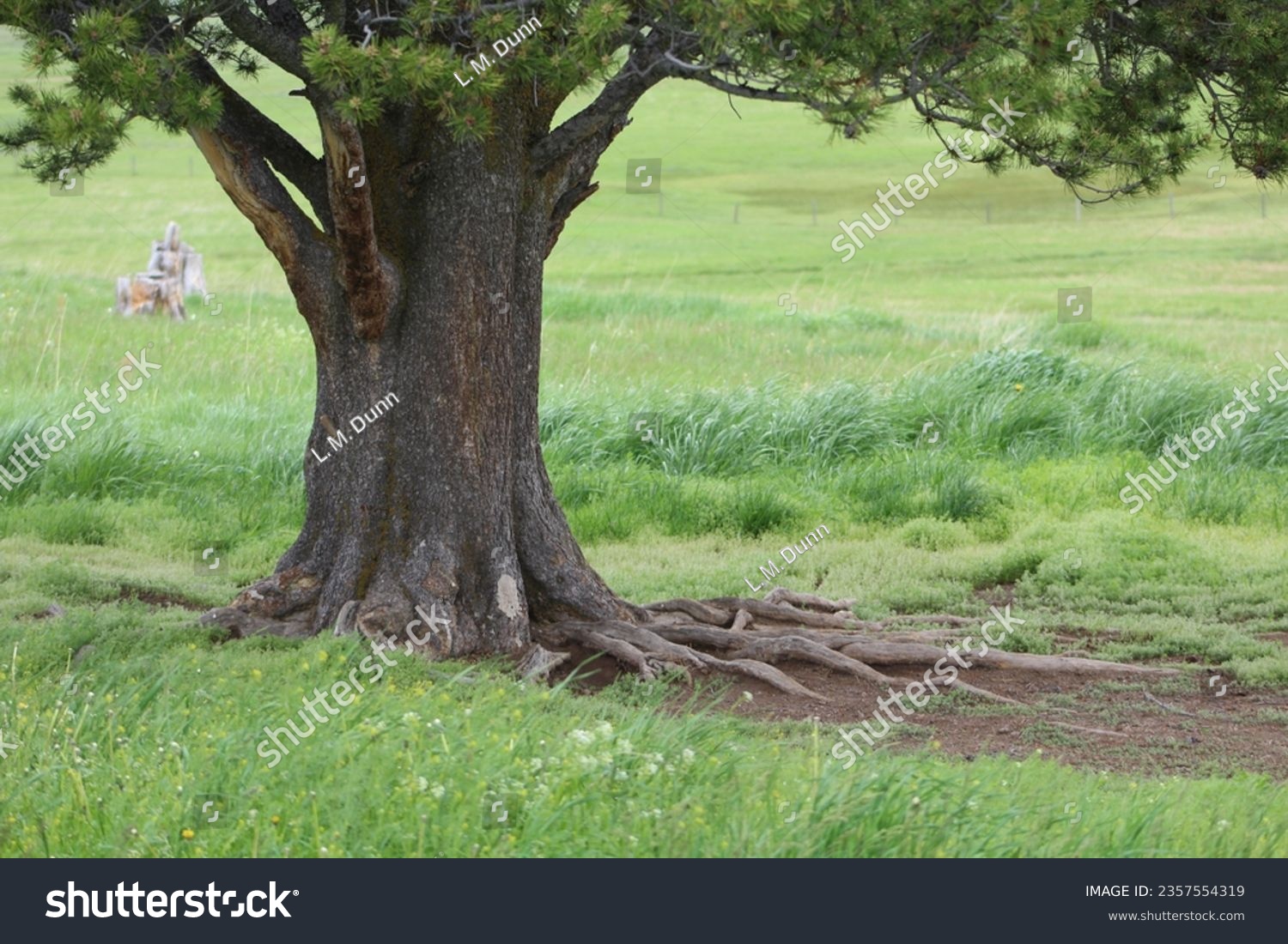 An old tree stretching out #2357554319