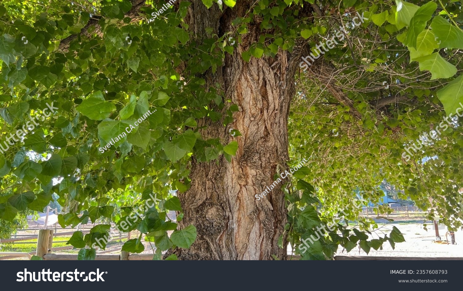 A very old cottonwood (poplar) tree with green leaves and a silvery brown trunk in summer on a sunny day in Tehachapi, California, USA, as a nice organic natural background. #2357608793
