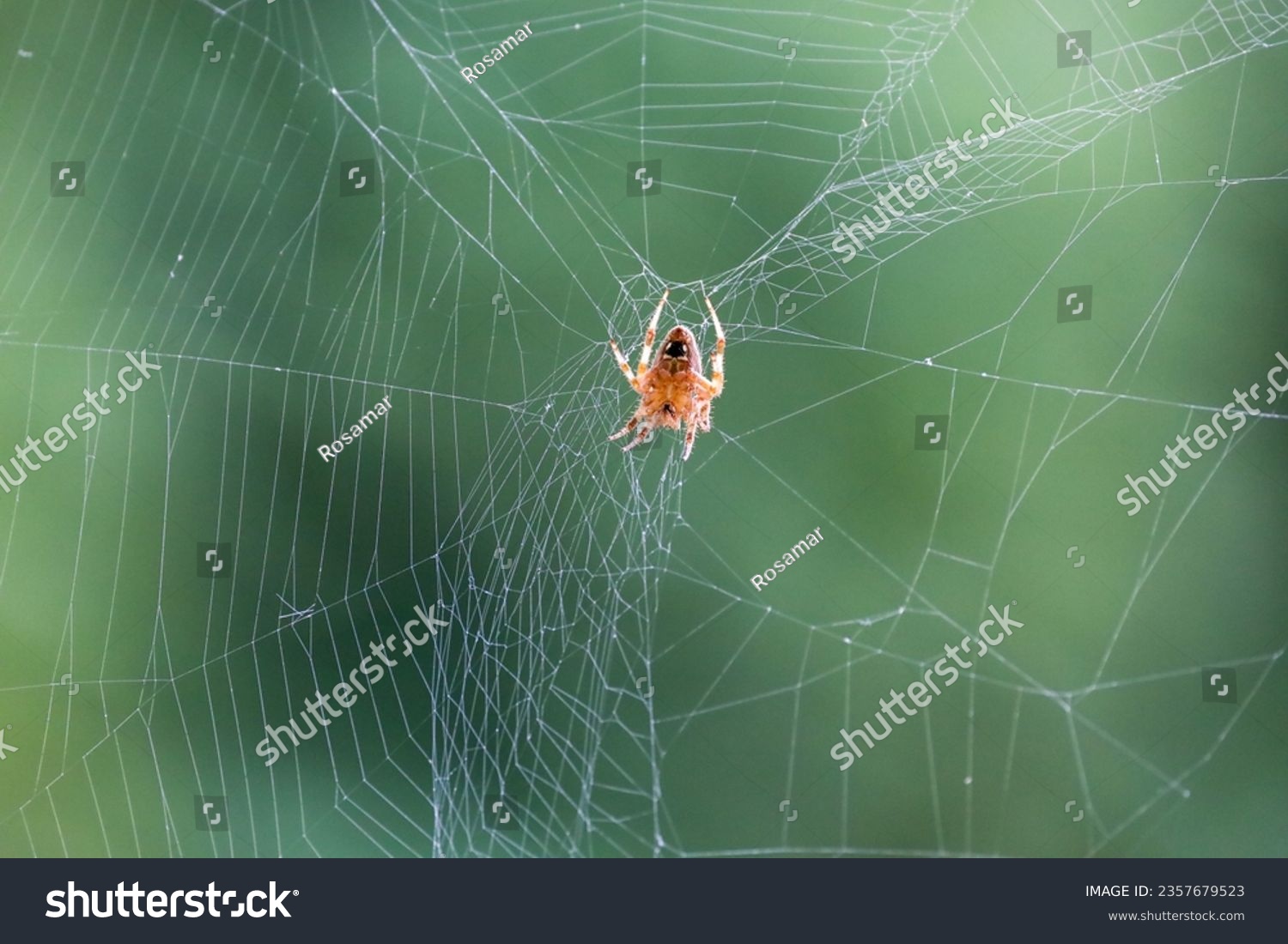 Close-up ventral view of a neoscona crucifera orb-weaver spider also known as barn spider on the center of it's web.  #2357679523