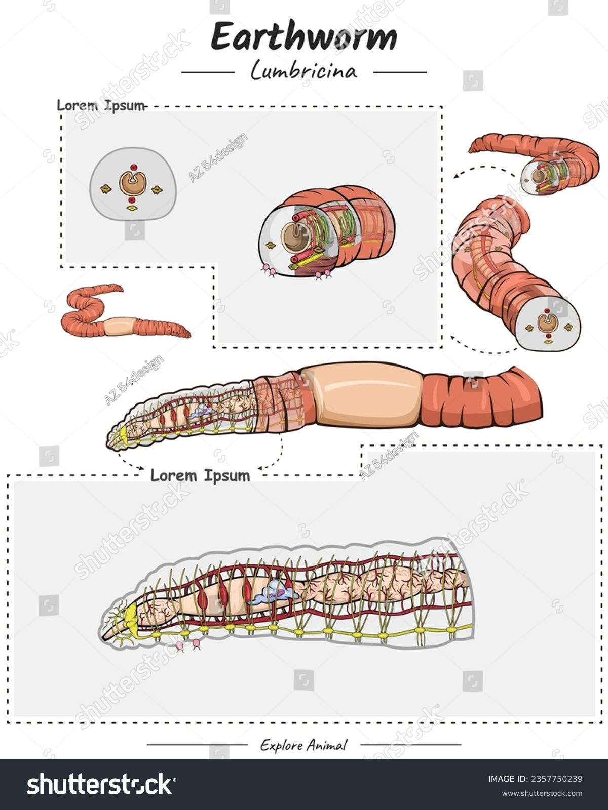 Earthworm Anatomy Template Diagram Showing The Royalty Free Stock