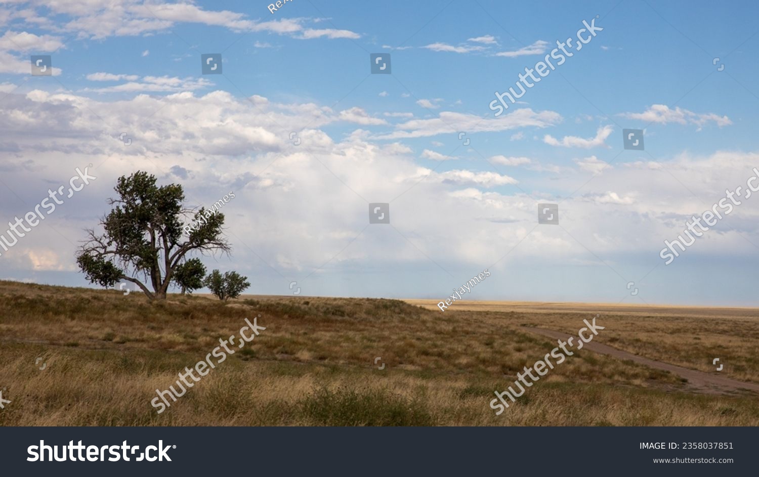 The grassy plains of eastern Colorado. Blue sky, dark storm clouds and yellow grasses in the foreground with two stark trees on the horizon.  Tall grasses on the high plains.   #2358037851