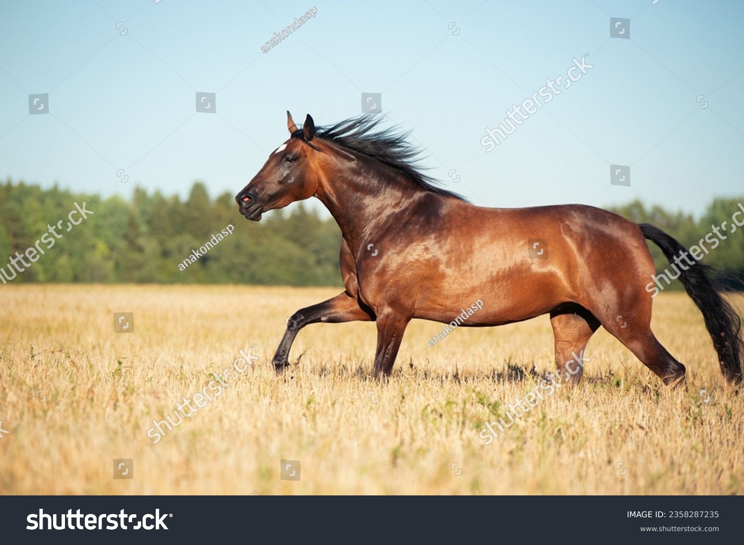 bay young mare  running speedly  in rye meadow at sunny evening. close up #2358287235