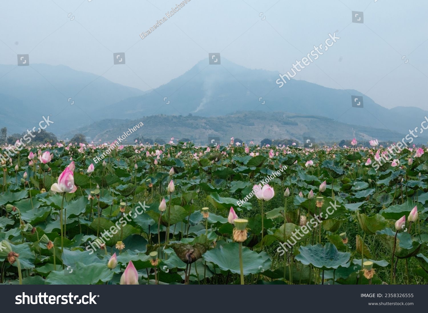 Lotus field, mountains in the background. Vietnam. Growing lotuses for cooking, ethnoscience, lotus tea
 #2358326555