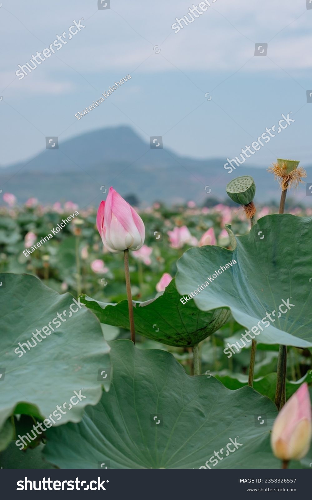 Lotus field, mountains in the background. Vietnam. Growing lotuses for cooking, ethnoscience, lotus tea
 #2358326557