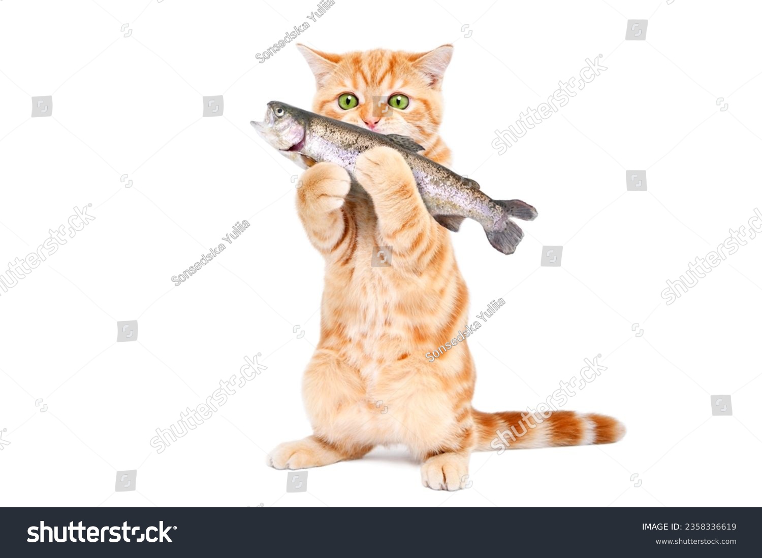Playful kitten holding a fish in its paws standing isolated on a white background #2358336619