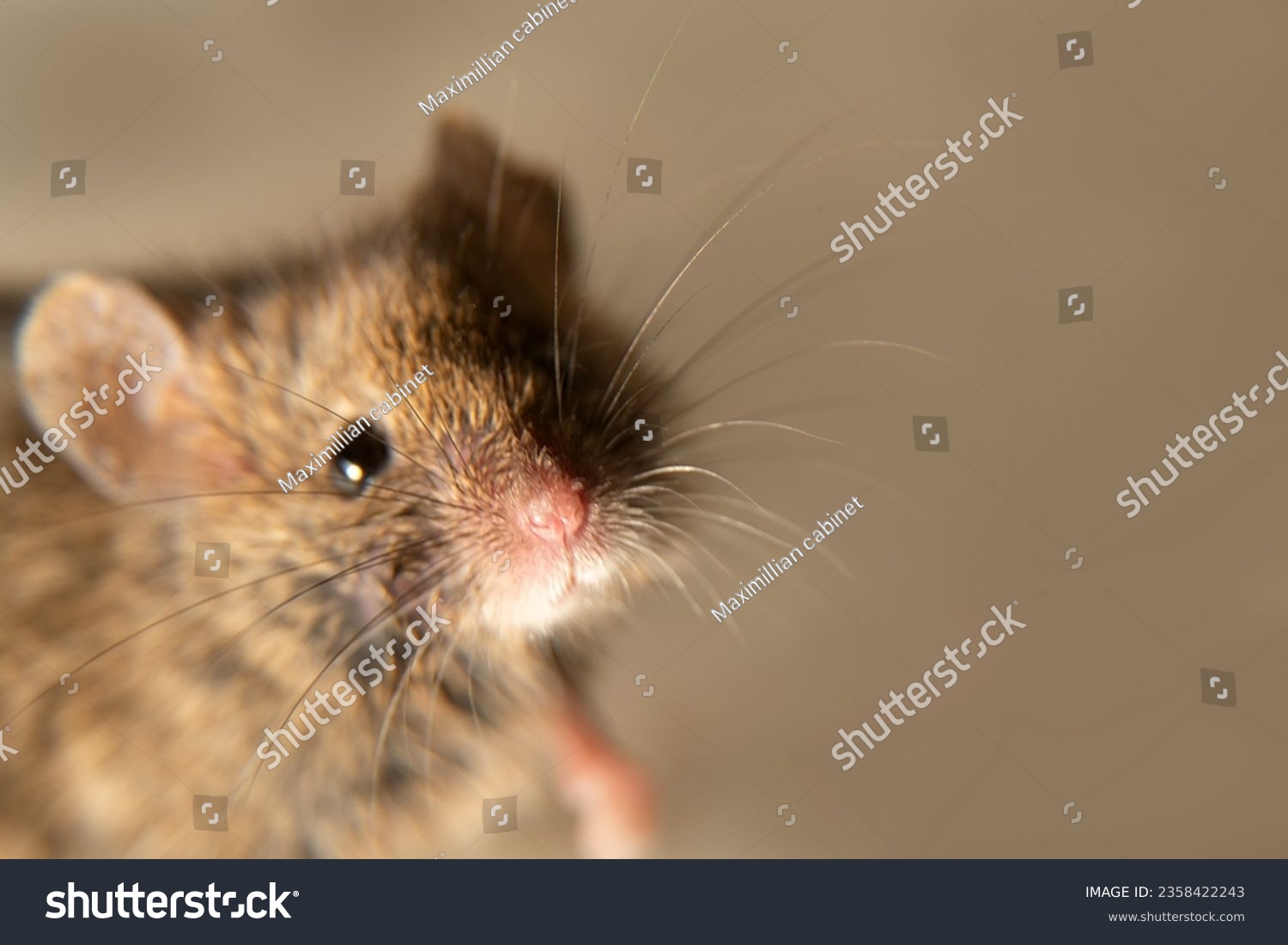 Swiss (house) mice (Mus musculus) constantly accompanies to human (synanthropes) and parasitizes. Sensitive vibrissae nose focus. It is not possible to completely get rid of mice on farm. Isolated #2358422243