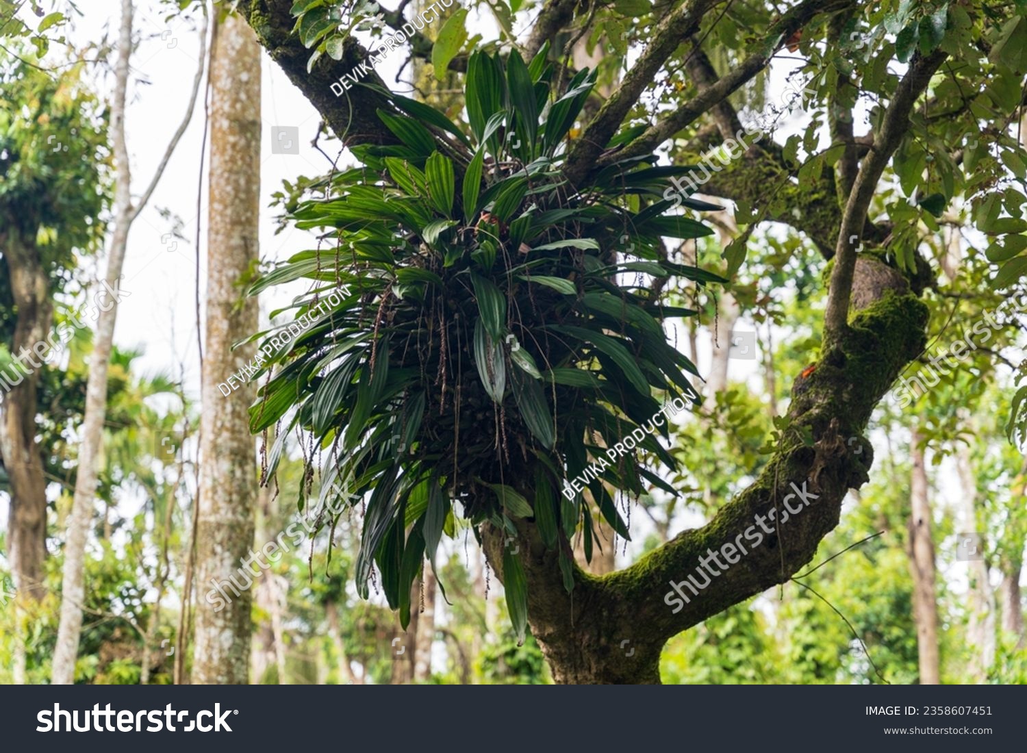 Epiphyte plant growing on big tree #2358607451