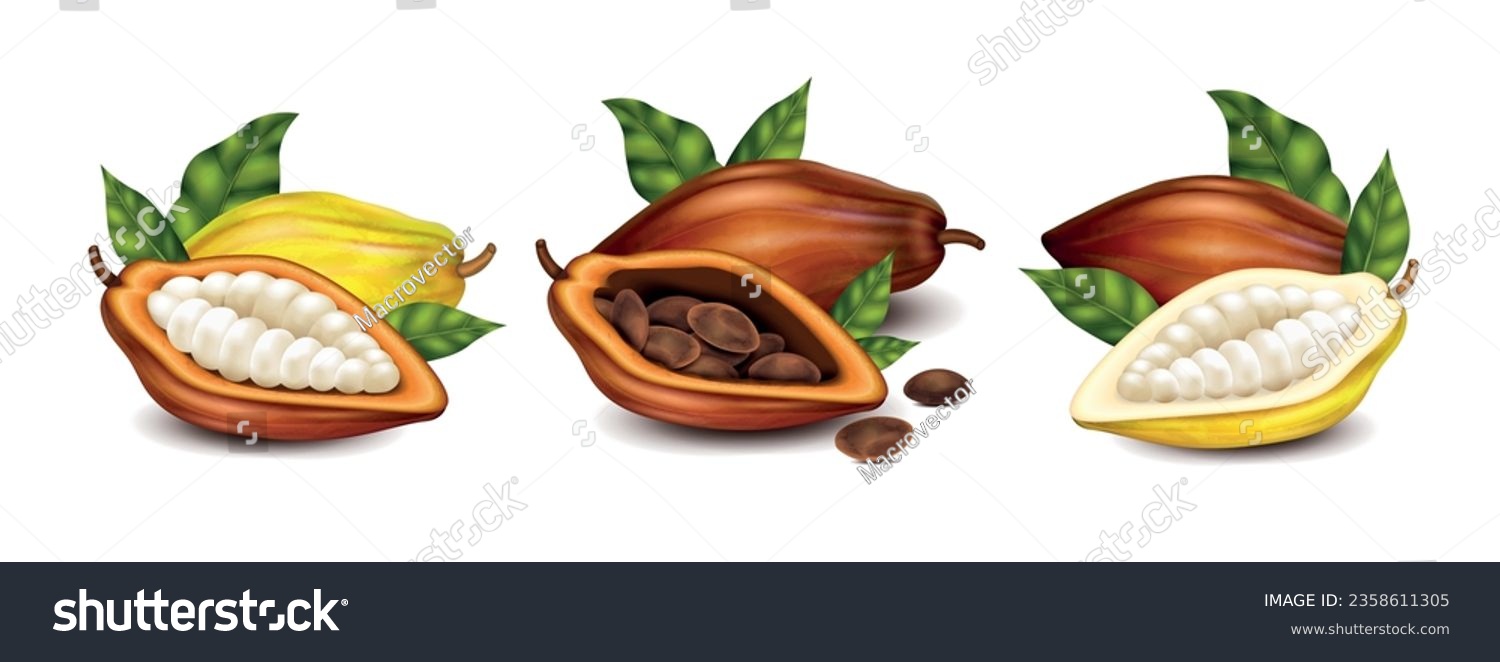 Dry and unripe cocoa pods with beans and green leaves realistic compositions set isolated vector illustration #2358611305