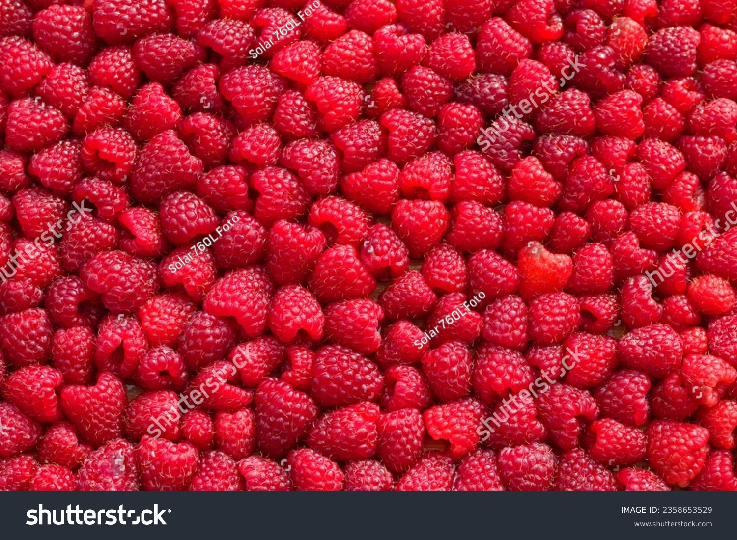 Sweet red raspberries. Juicy raspberries on the table. Fresh Raspberries. Rubus idaeus. Sweet healthy dessert. Fruit dessert.
 #2358653529